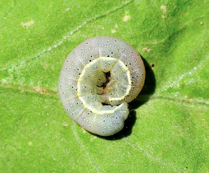 Aiuto ID larva di Noctuidae (credo!)